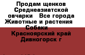 Продам щенков Среднеазиатской овчарки - Все города Животные и растения » Собаки   . Красноярский край,Дивногорск г.